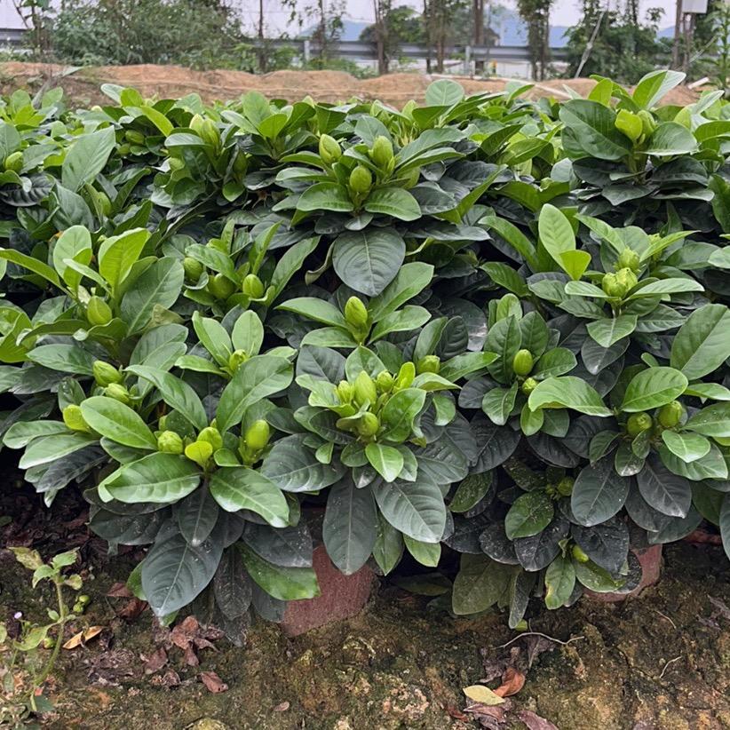 高明千朵栀子花基地