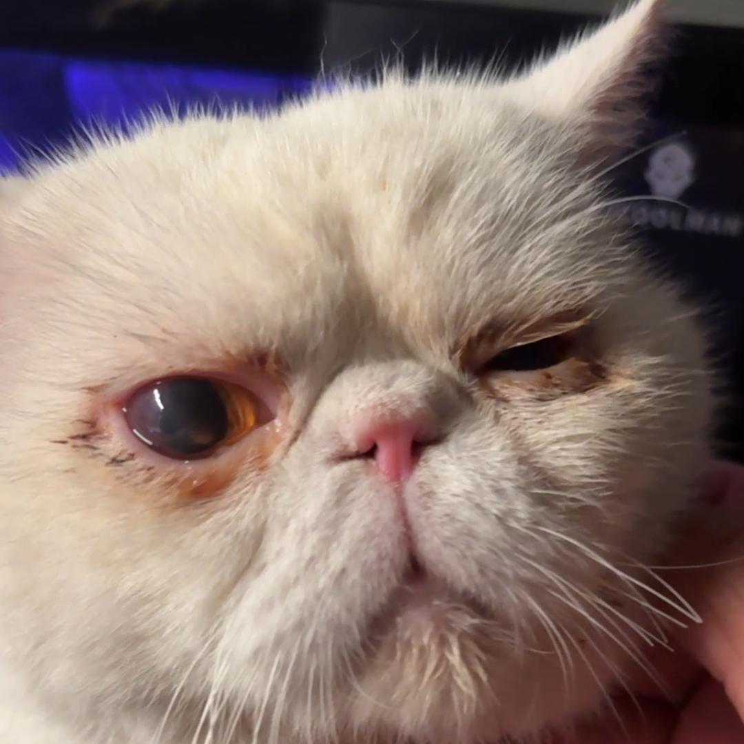 老白是只猫🐱