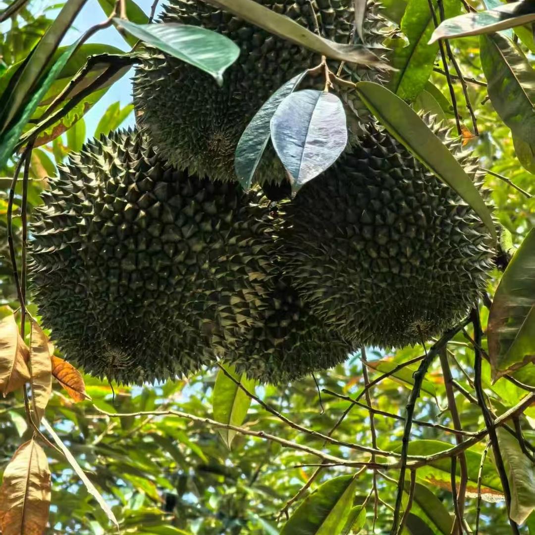 榴鲜宝(名人街店)
