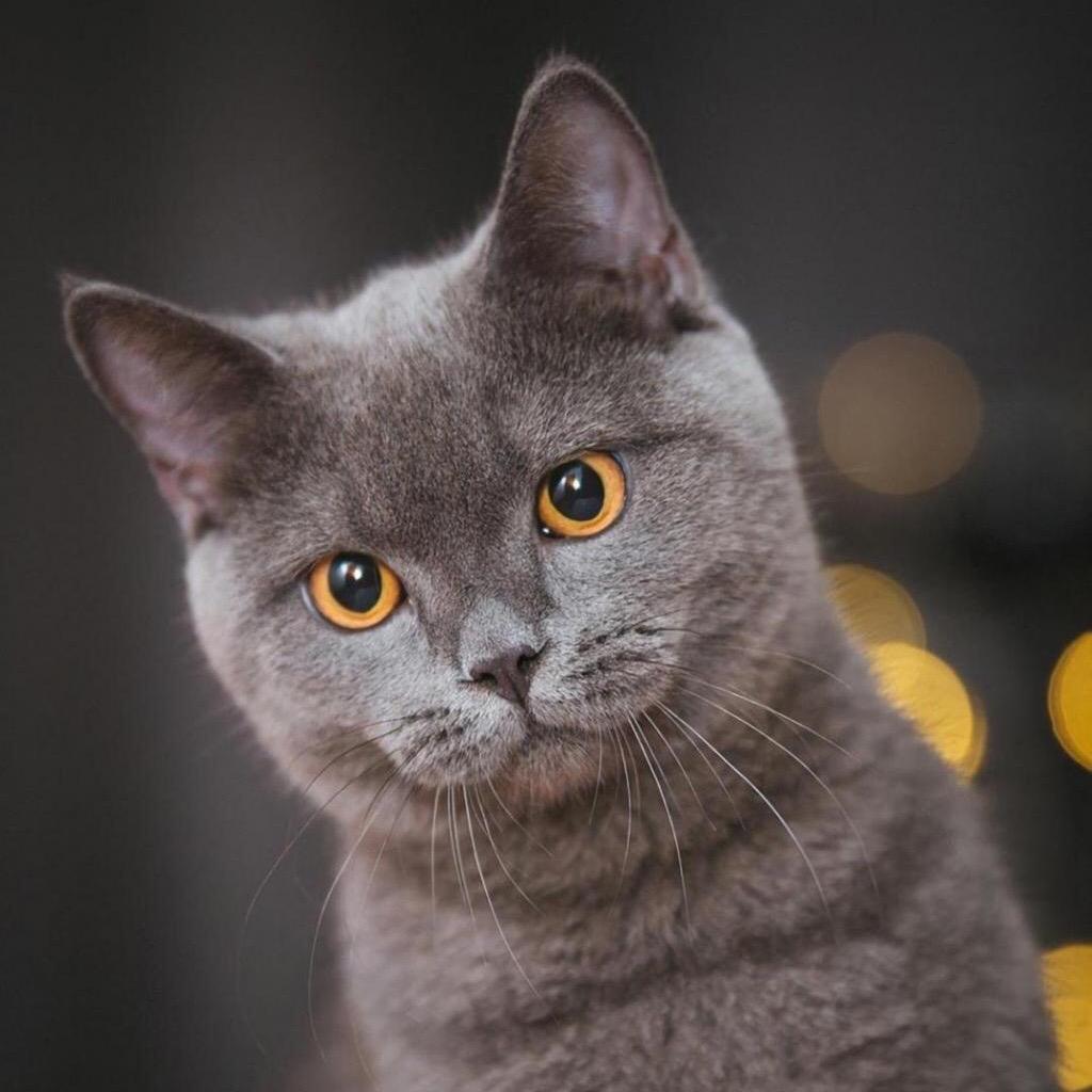 囡囡麻麻(首播筹备)