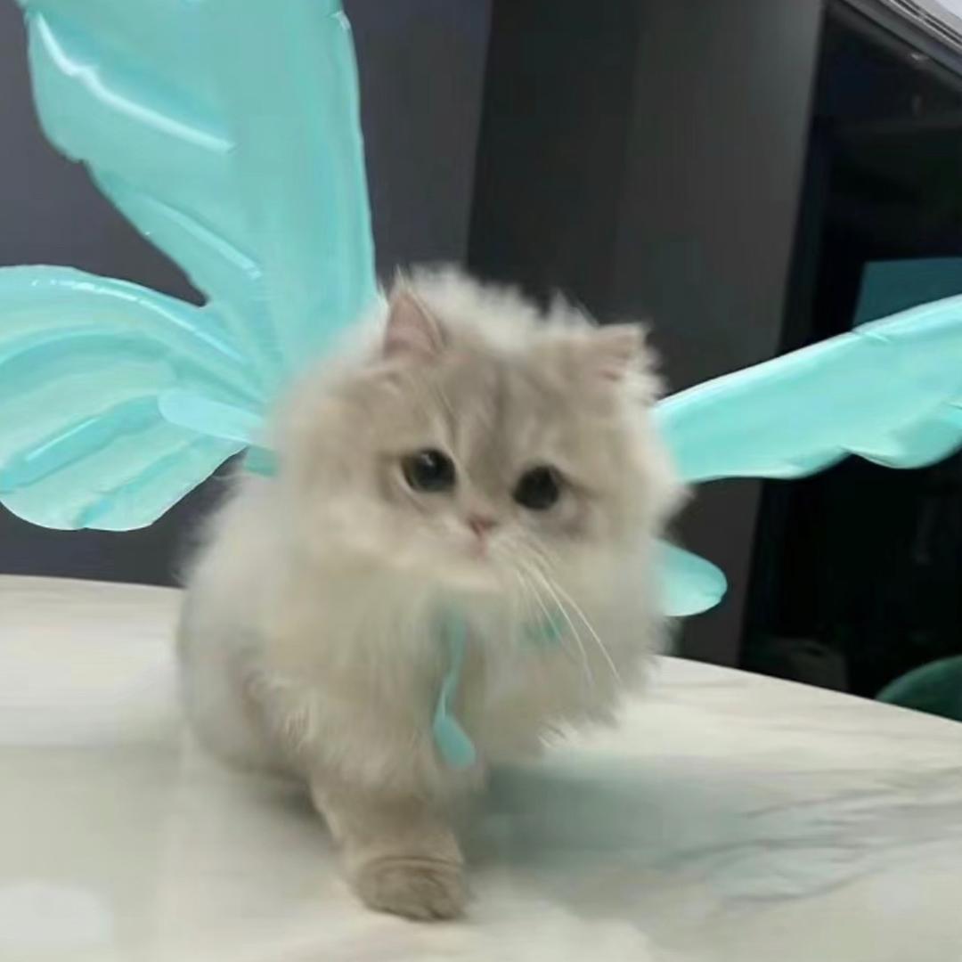龍龍