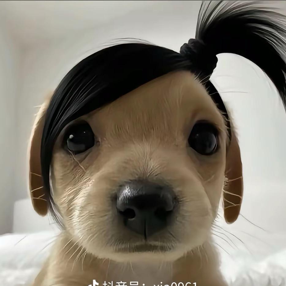 lucky  dog