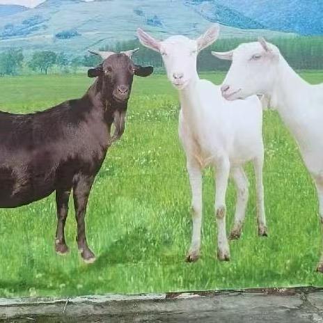 强鲜嫩羊肉鲜肉精选店