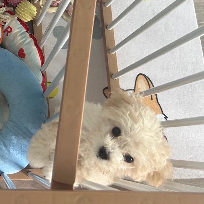 乖巧美少汪•福多米🐶