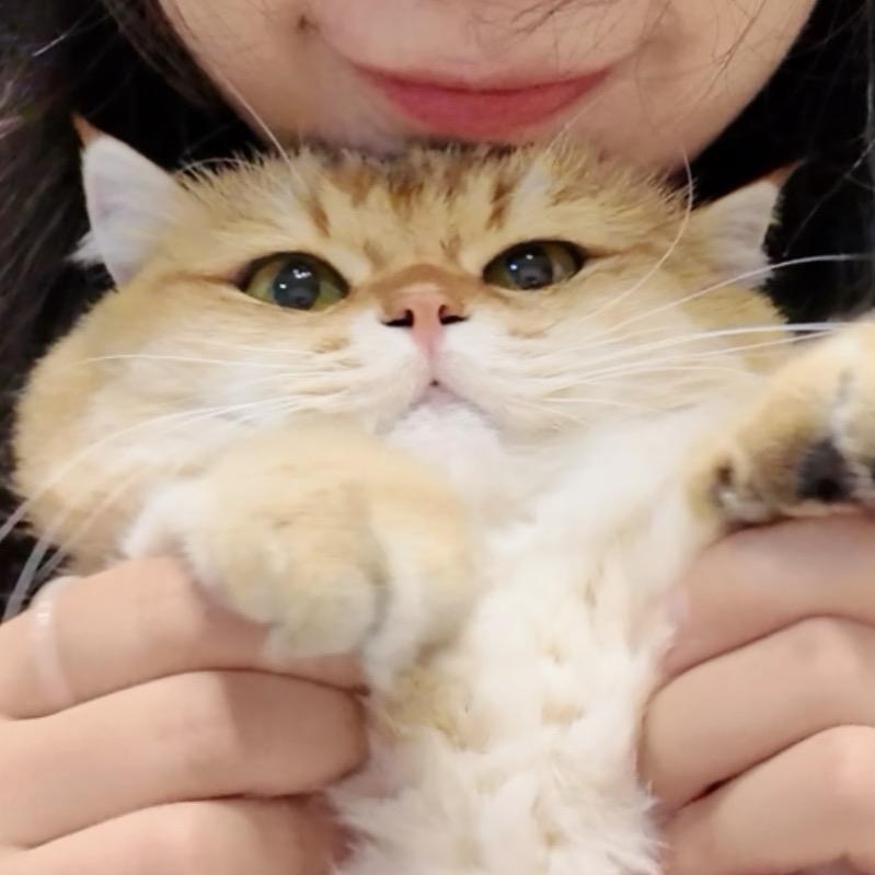 茶啵啵