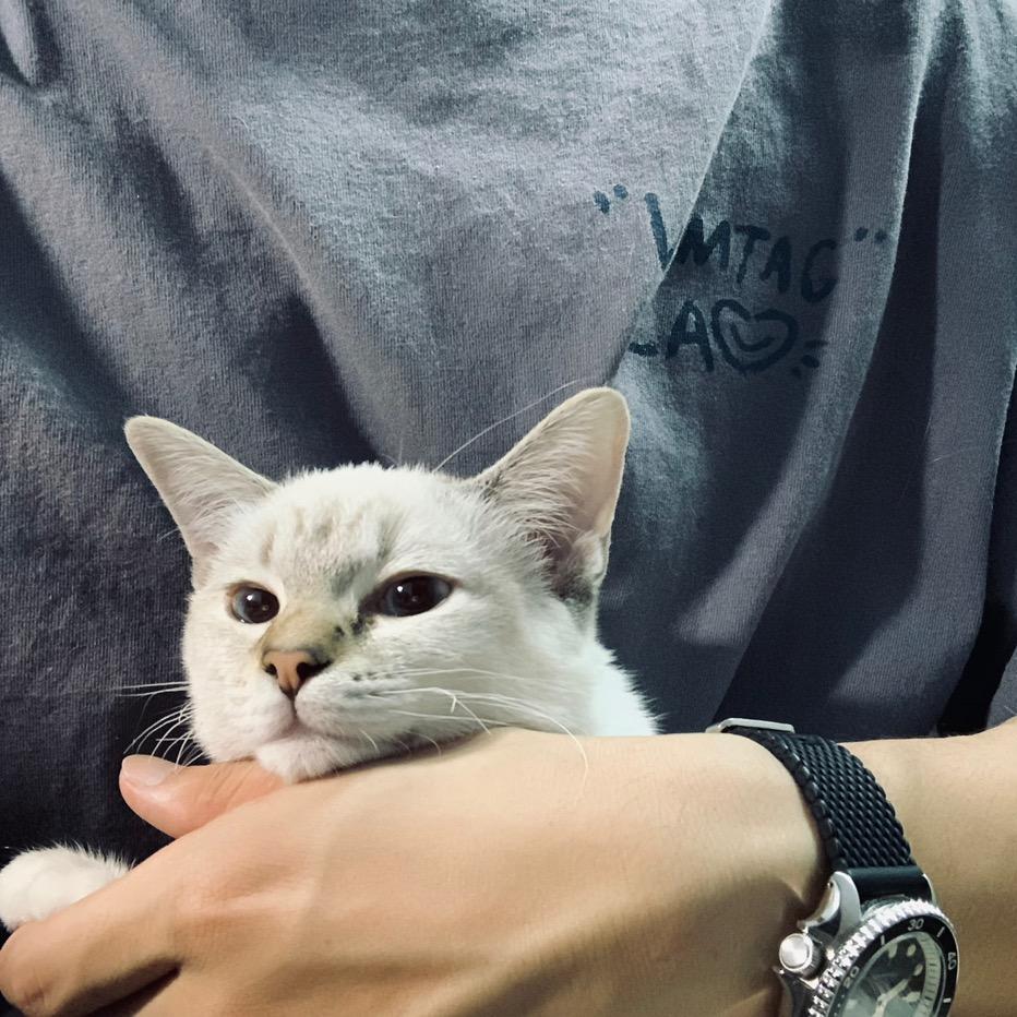 王子晶