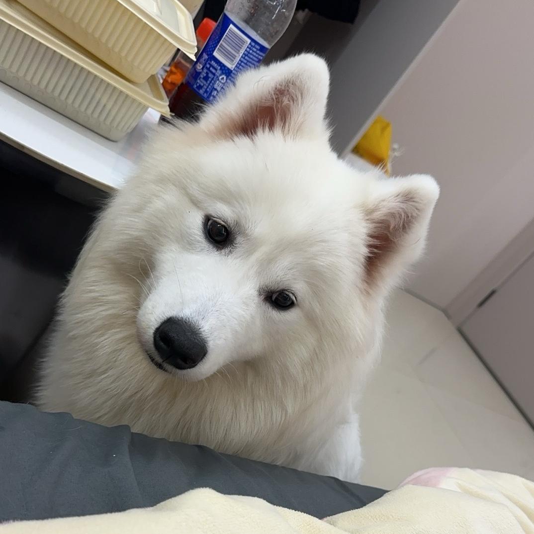 美羊羊桑