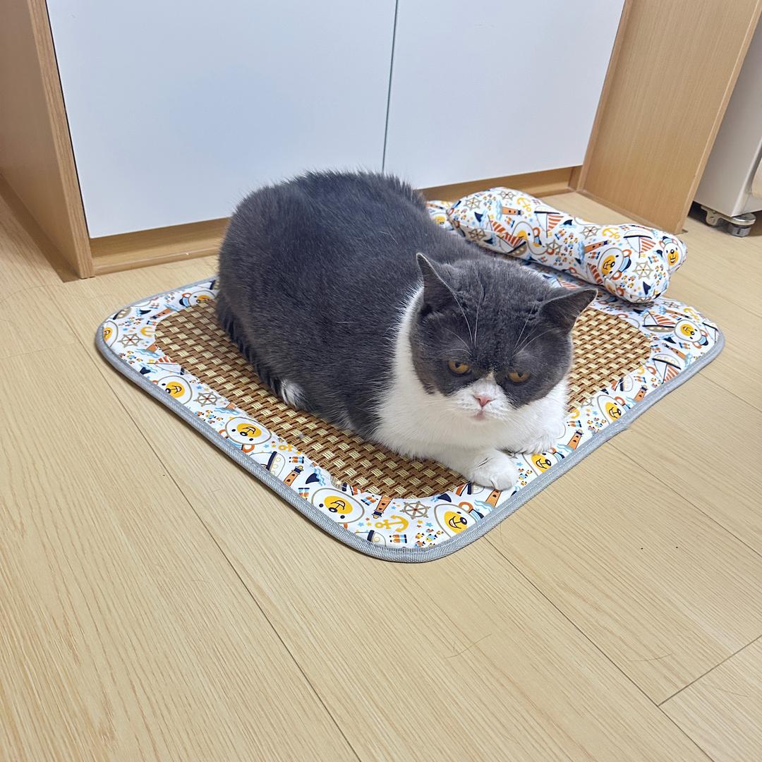 萌宠能量站（喵口普查员）