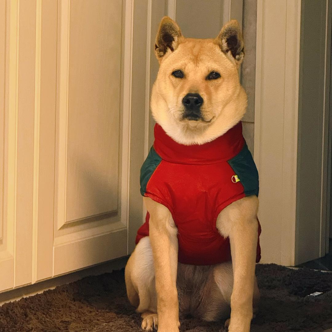 阿钟田园犬-广西猎犬