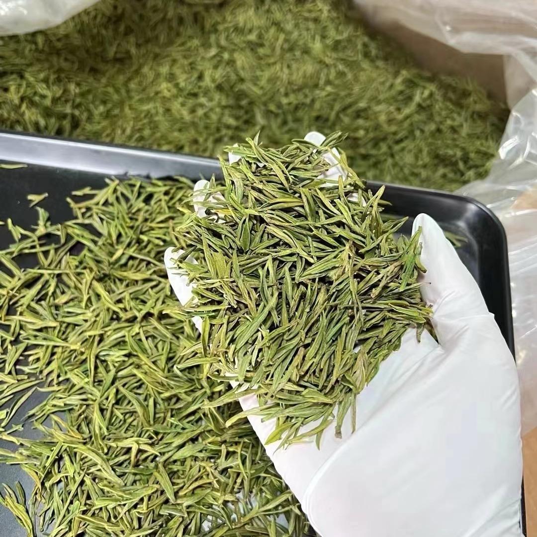 秋茗安吉白茶茶场