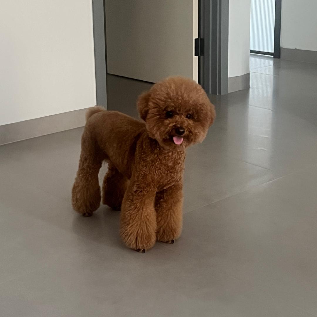 小阿图真的狗