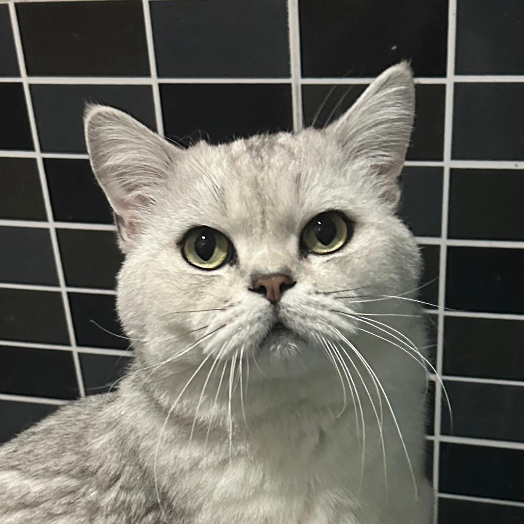 猫格格的猫