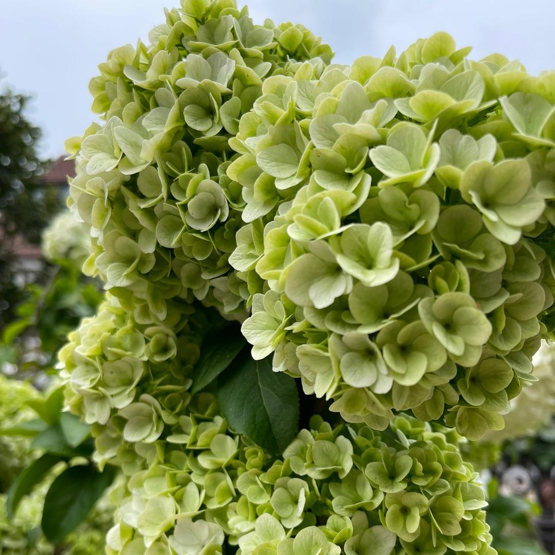 梦菲