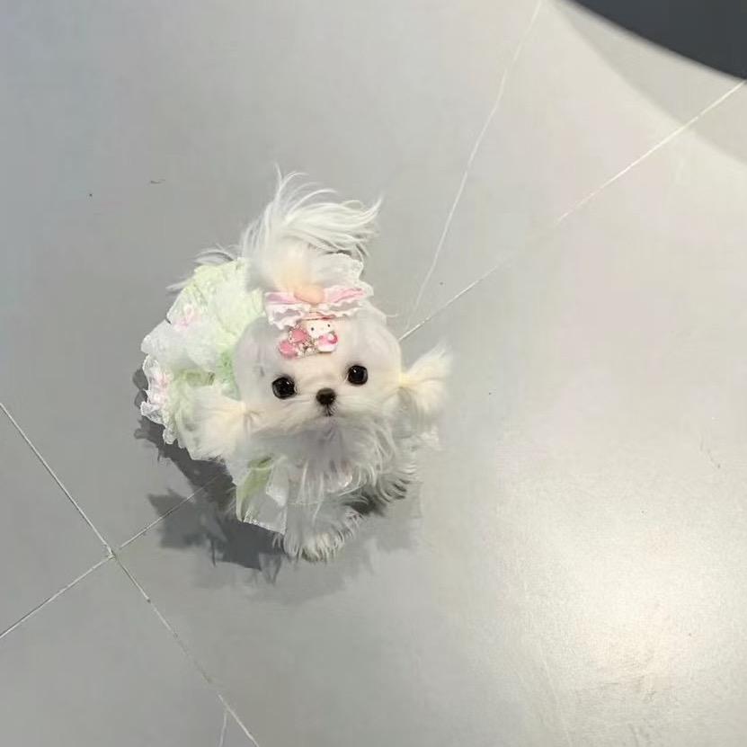 杭州mom马尔济斯