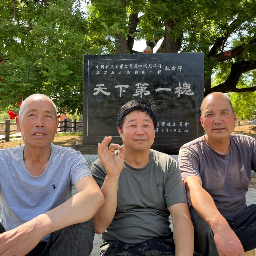 古槐三叶