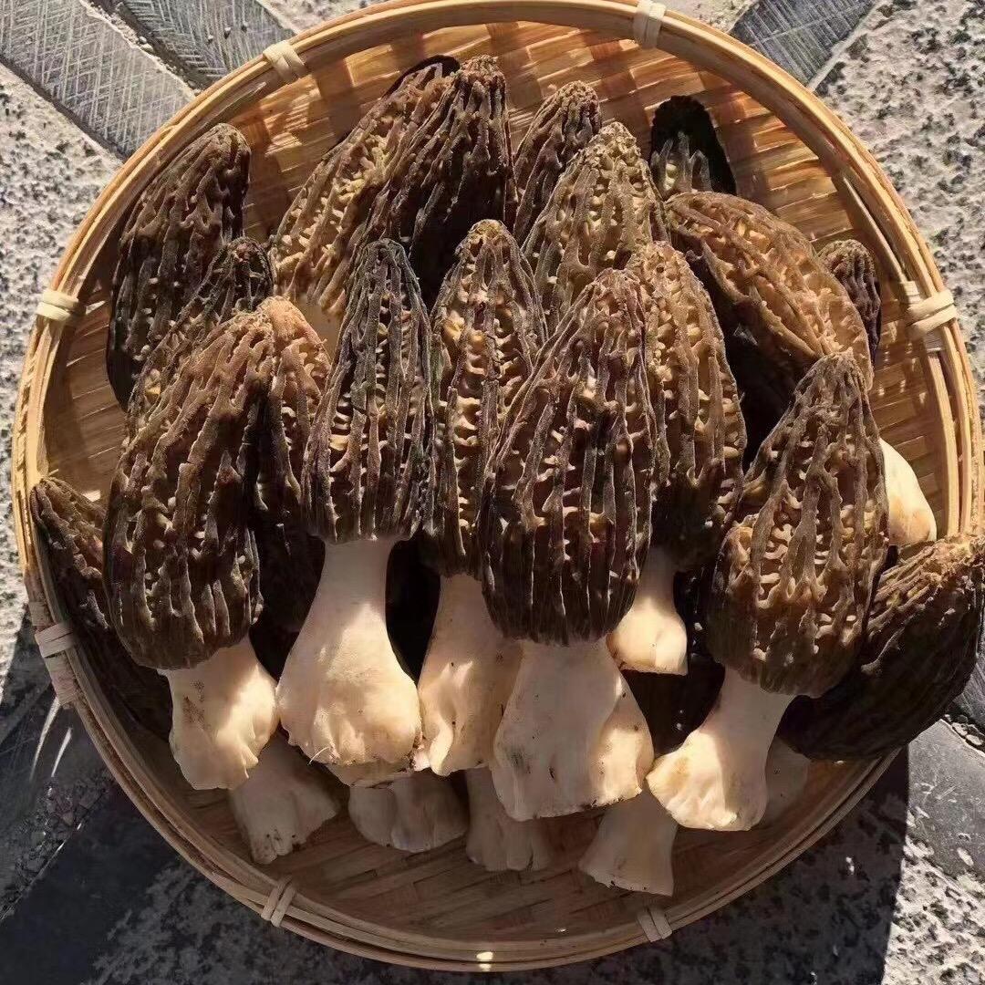 古井贡酒