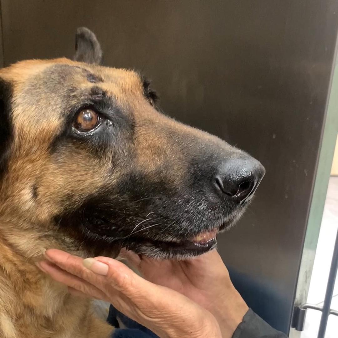 郭姨流浪动物之家