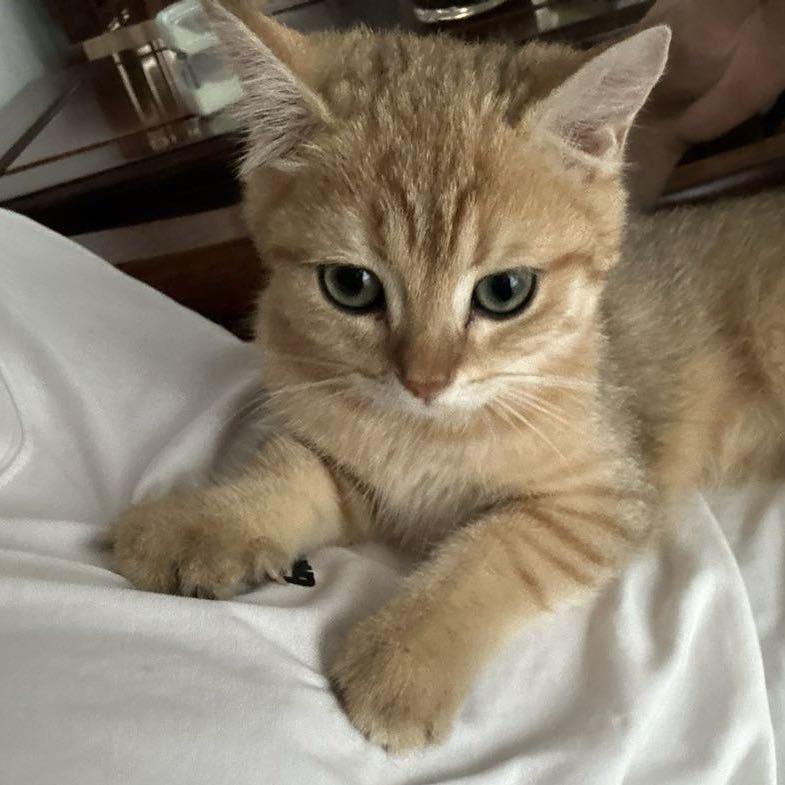 爱冬眠的寿堡💤