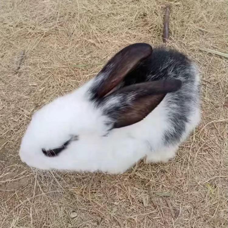 皮皮