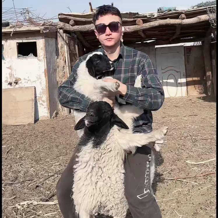 放羊的马平凡