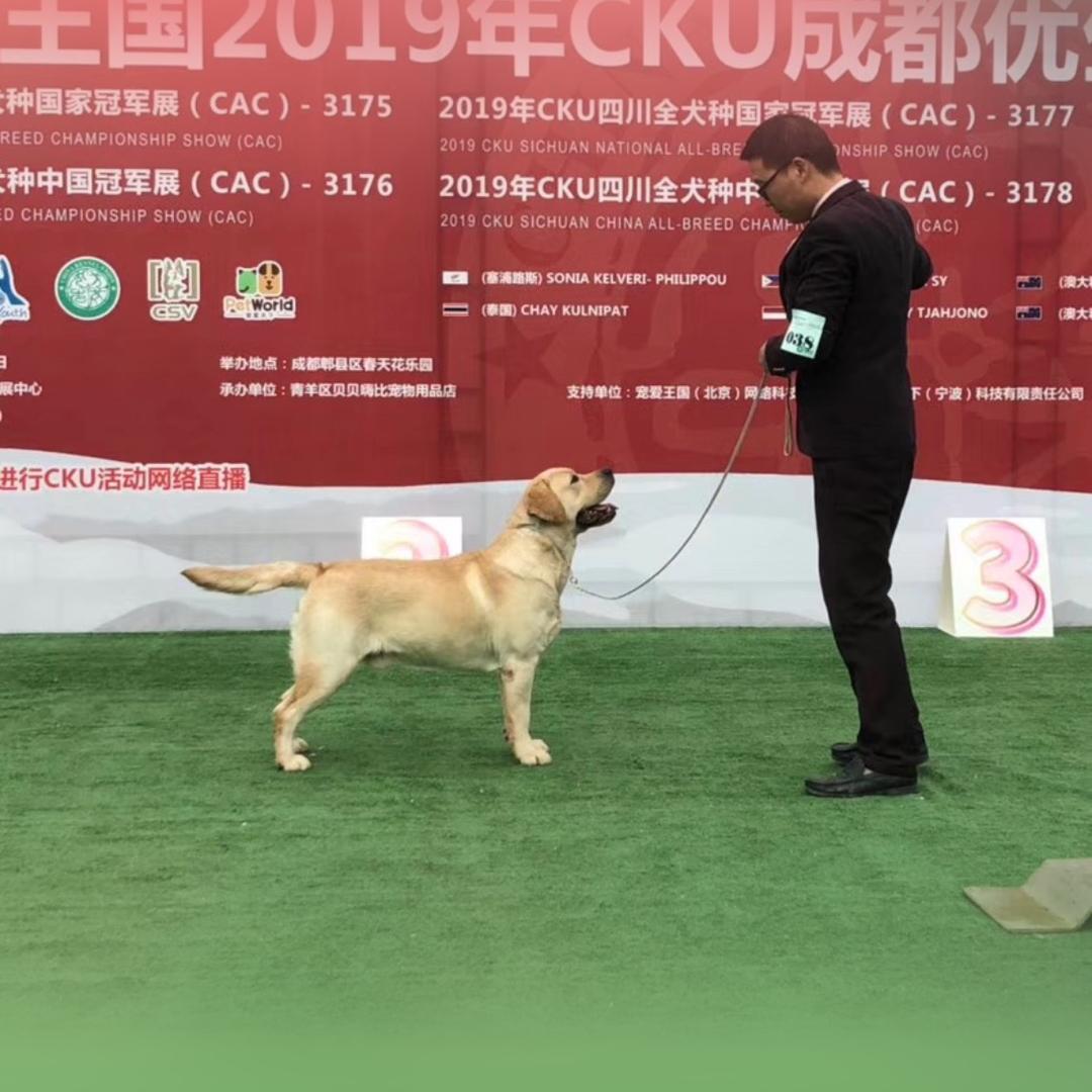 成都来福犬舍