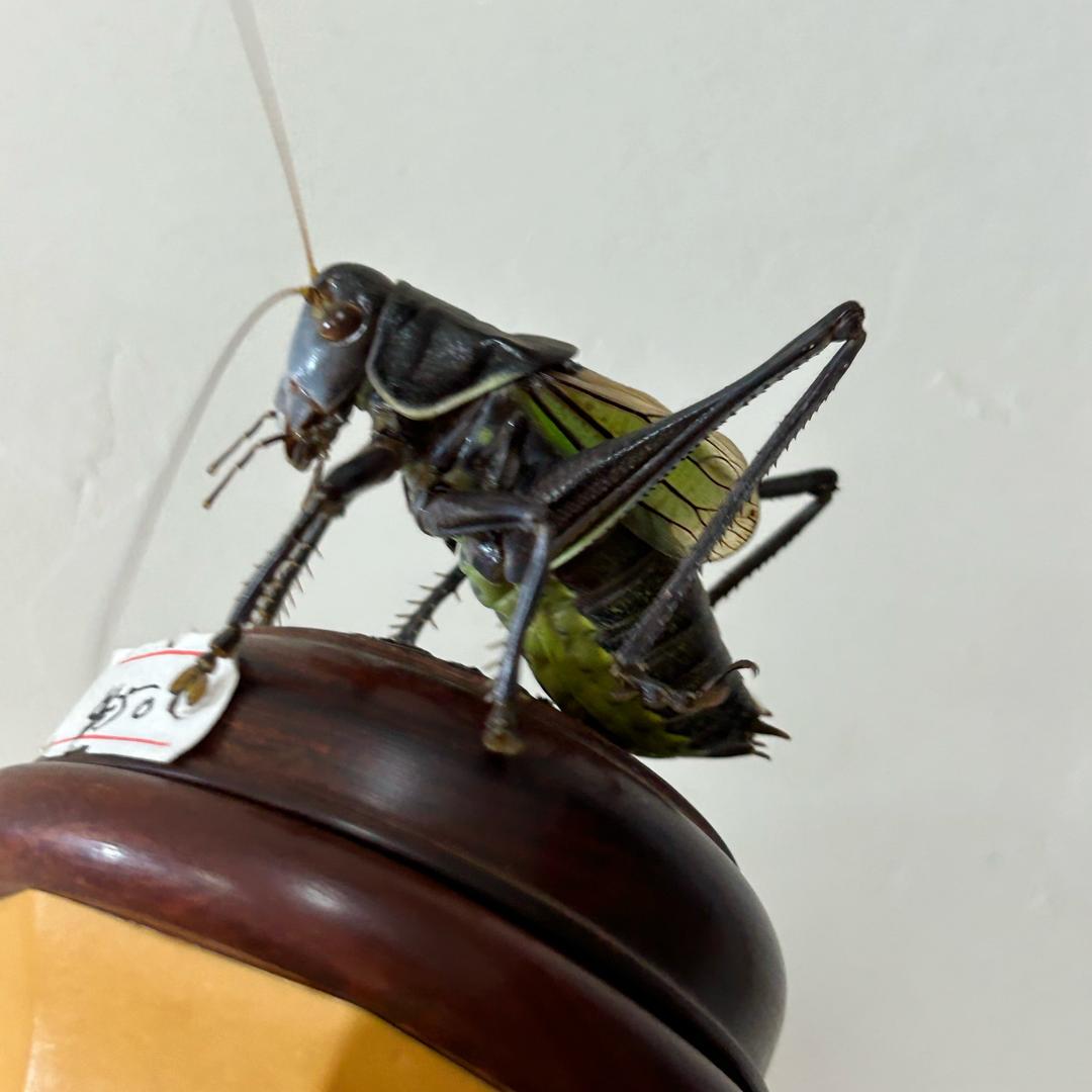 娟姐🦗