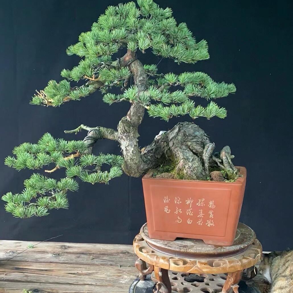 369盆景地景批发