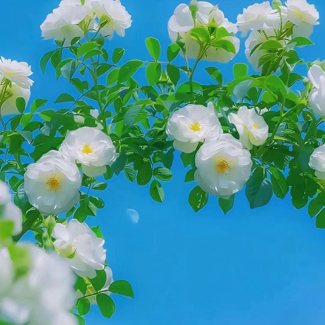 虚伪的世界