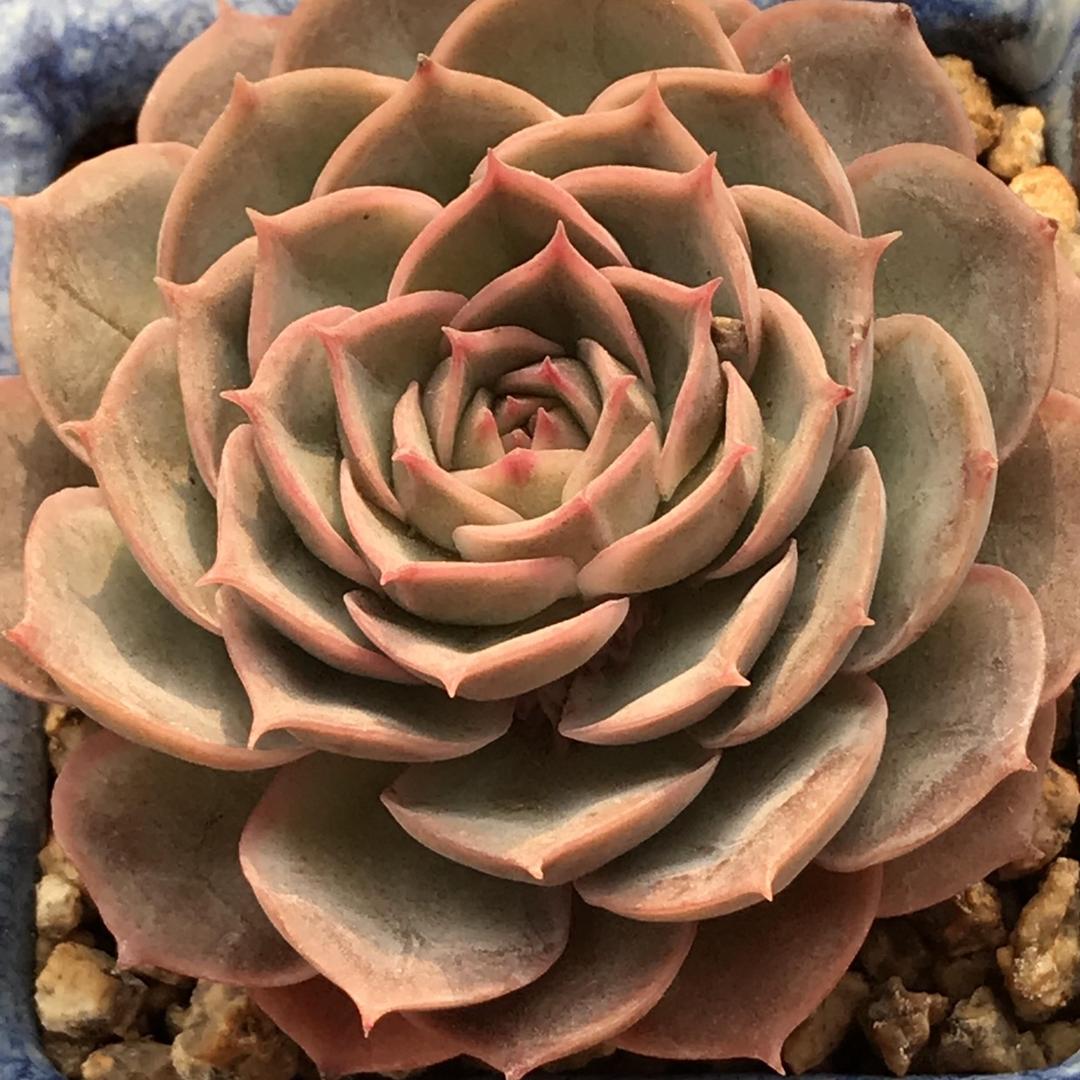 花生.