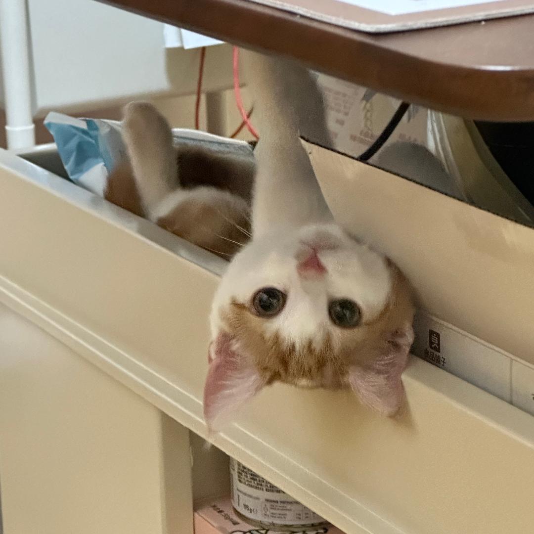 锅盖の受气日记