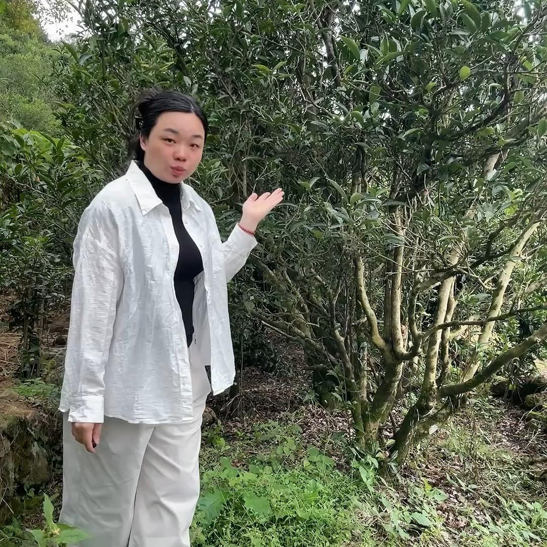 君小小的单丛茶（潮州凤凰镇君凰茶叶）