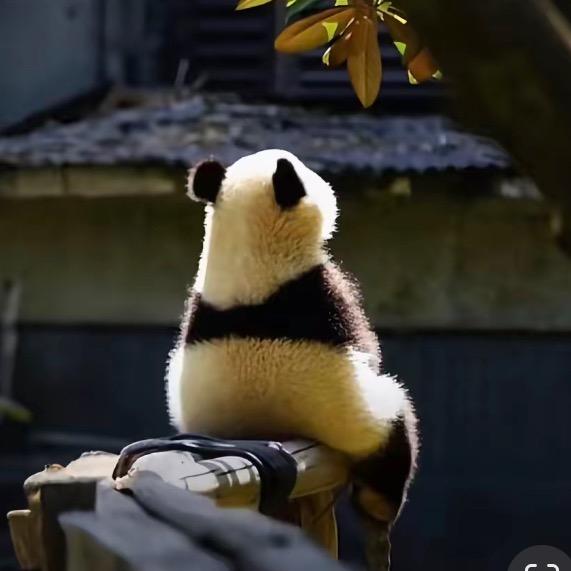 擒龙