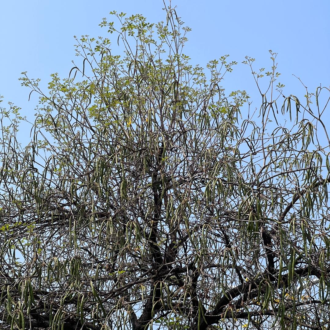 暗黑龙王爆杀神