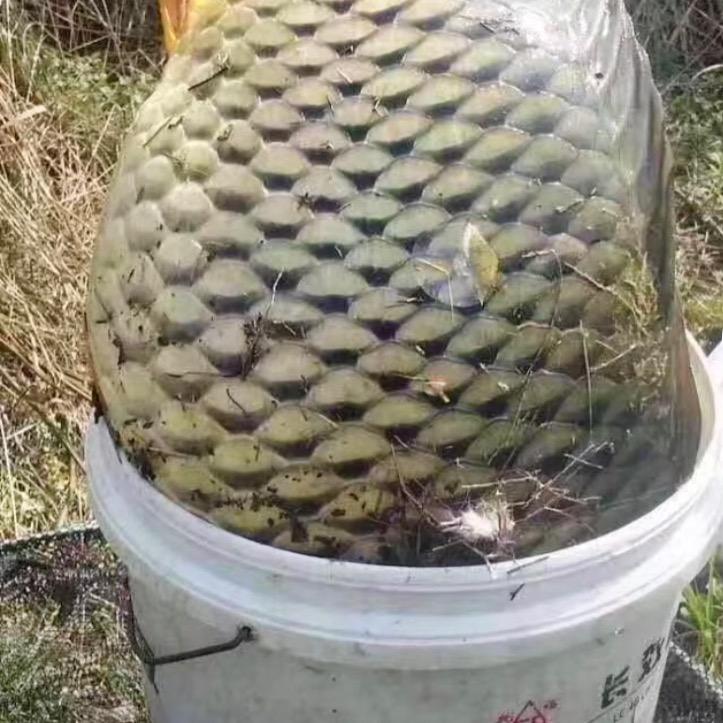 王老总