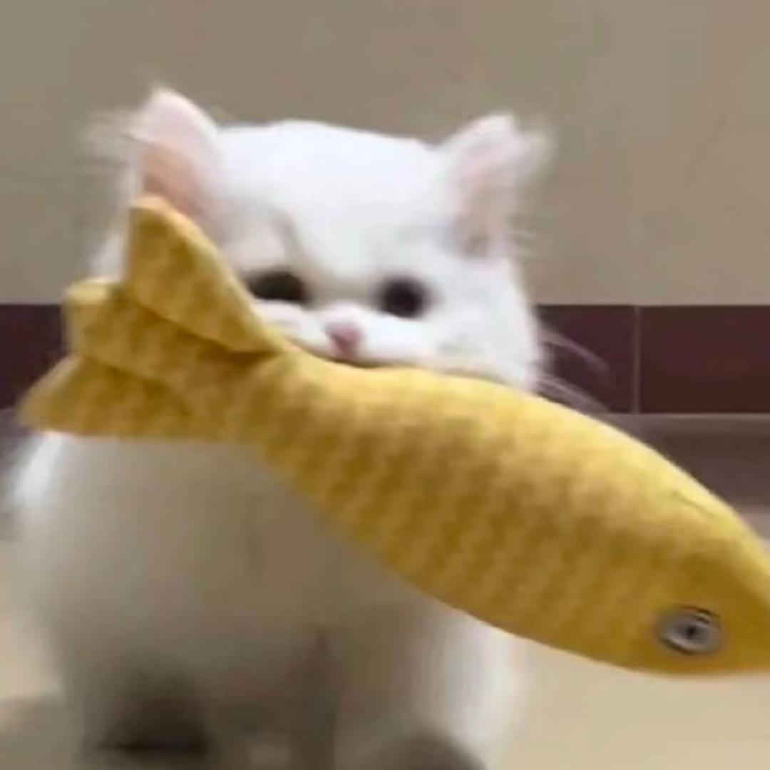 十年生死两喵喵