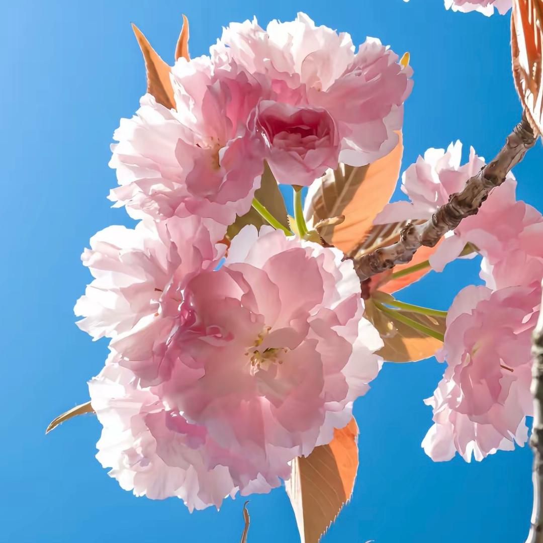 ✨超有饭儿💞