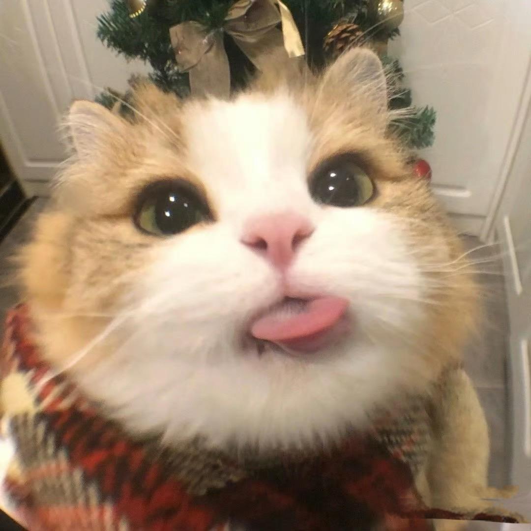 猫不易工作室🐱