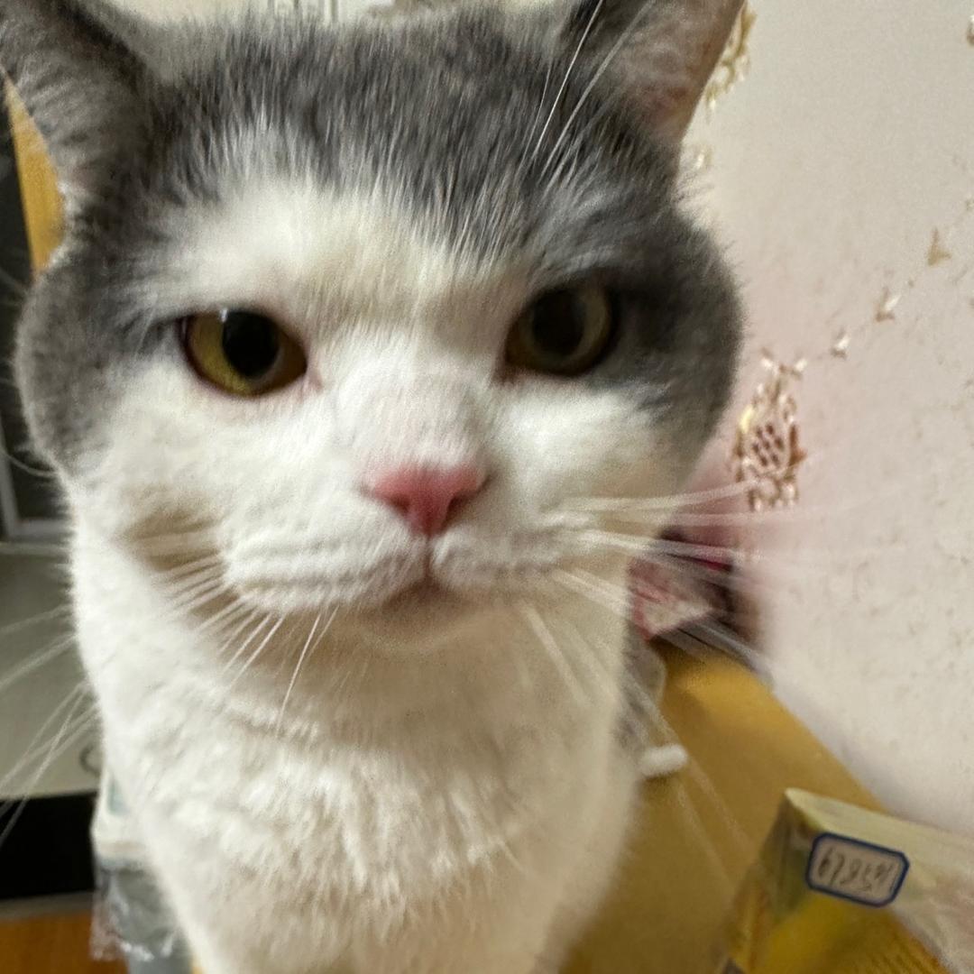 格温啊