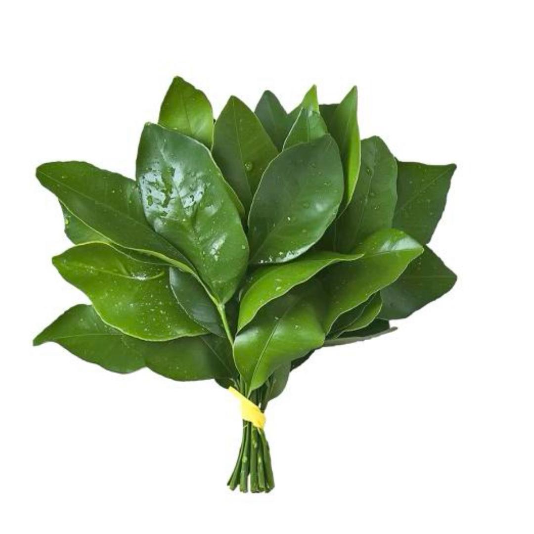 德鲁伊