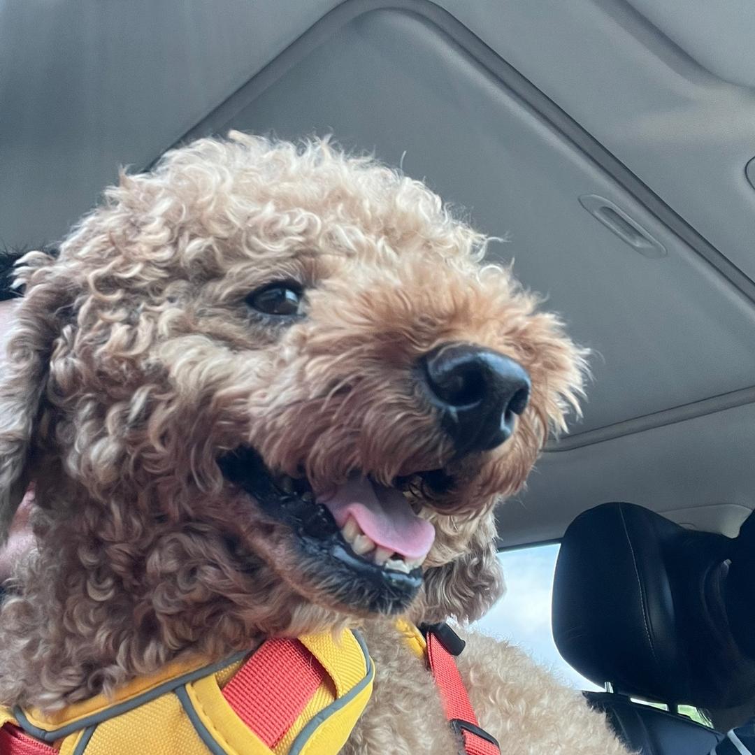 TA🐶