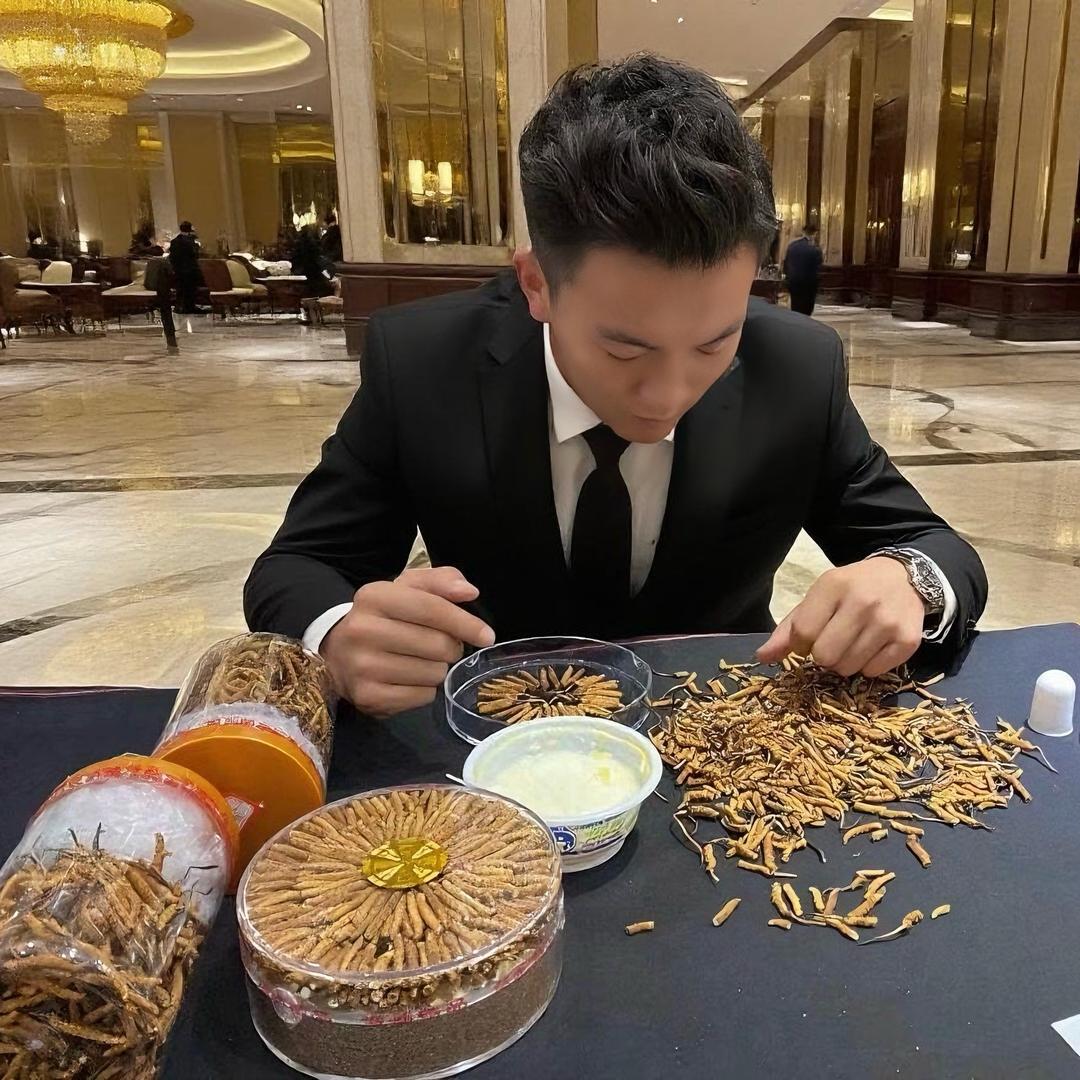 西藏虫草批发 马少