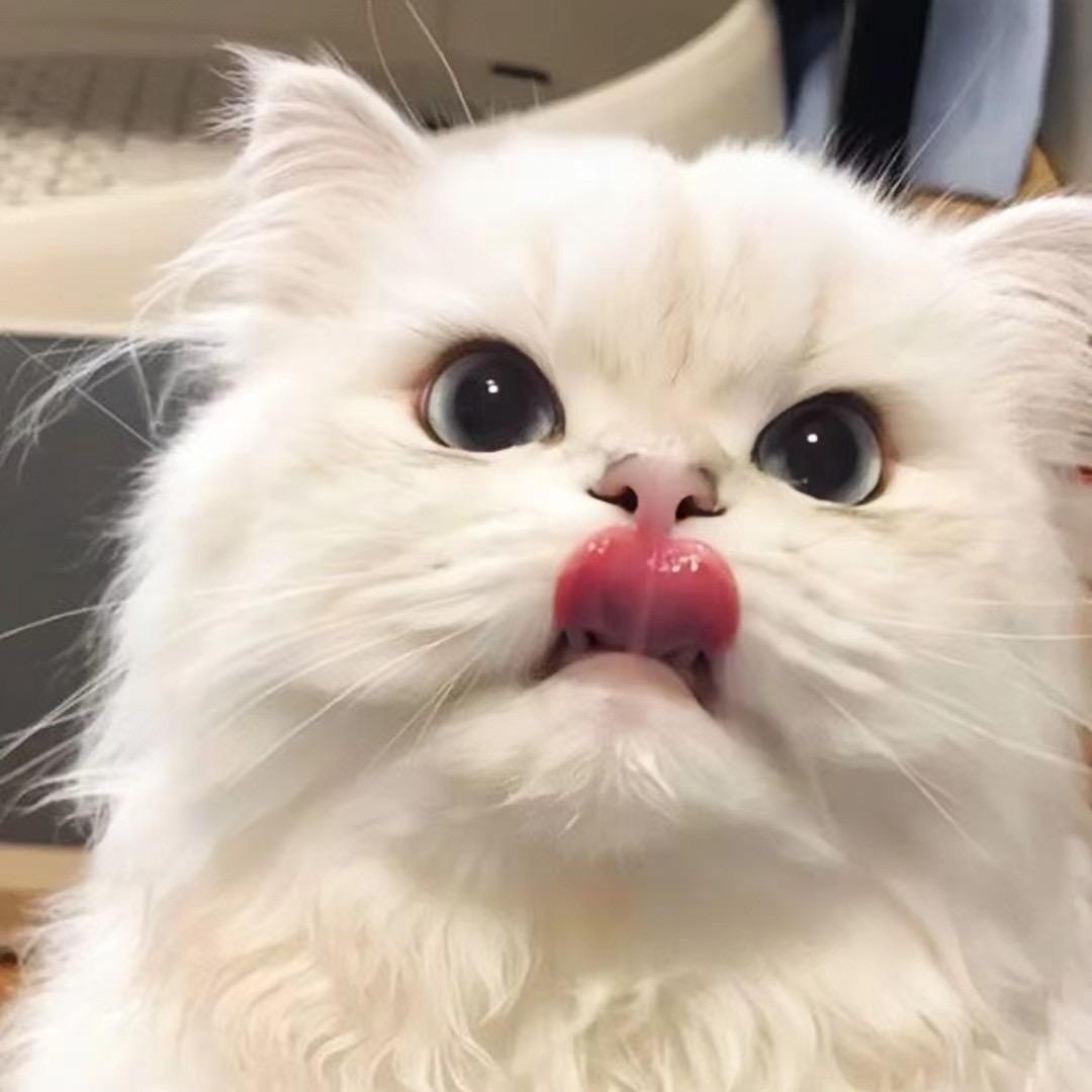小狗芝士卷～