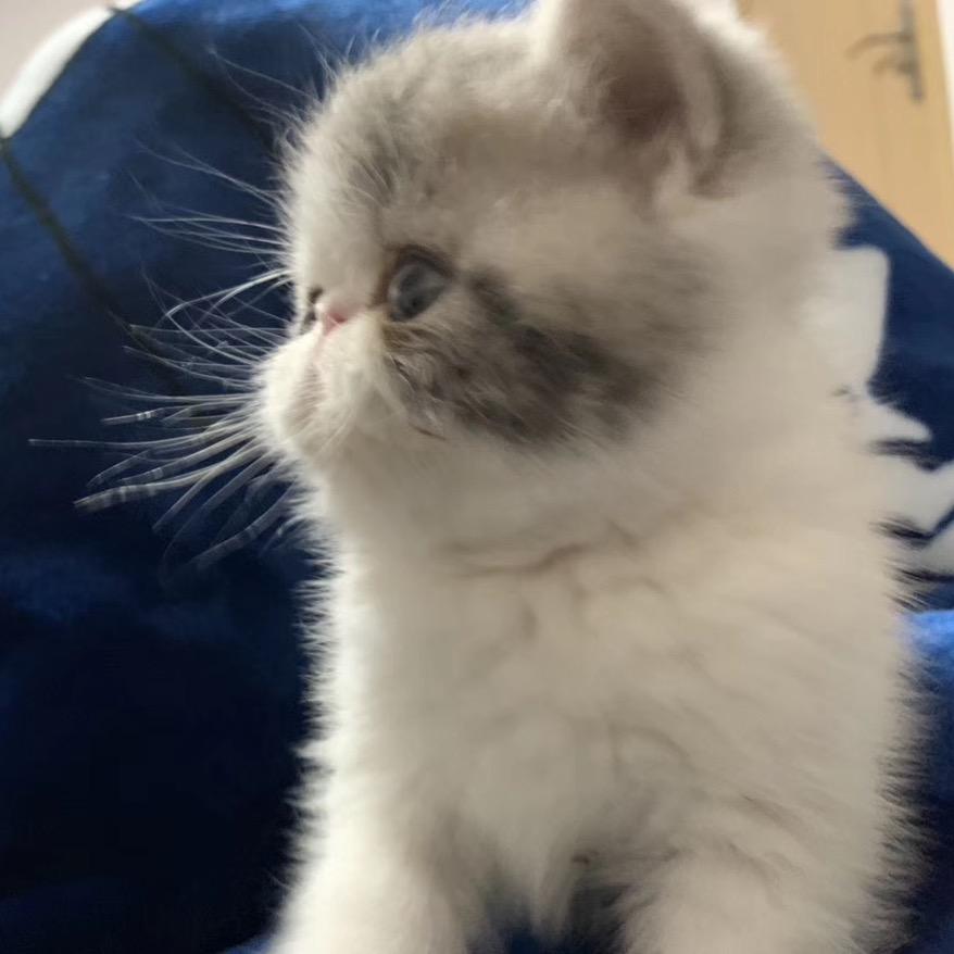 泡芙轻奢手作饰品