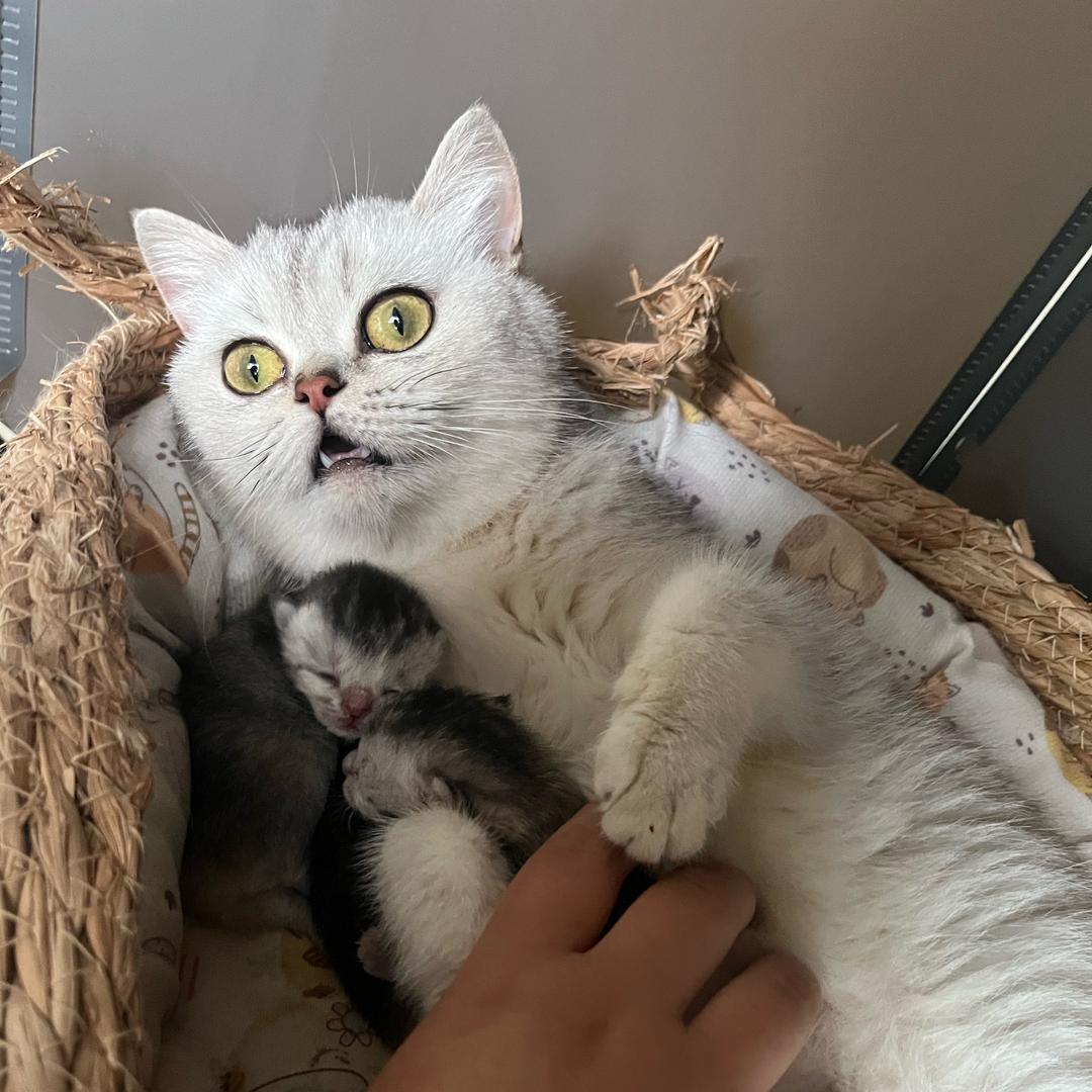 鱼猫猫🐈‍⬛