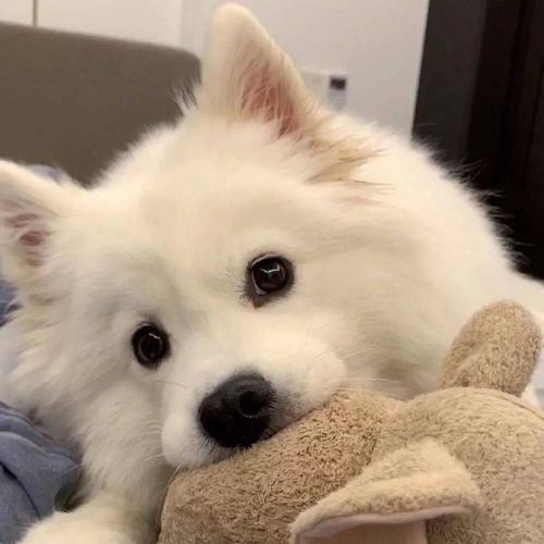 小甜吃什么💤