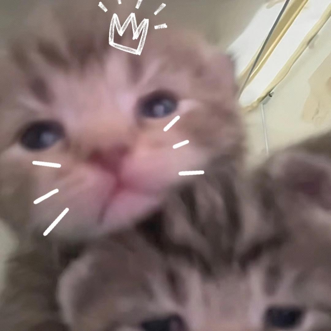 小老鼠上灯台QwQ