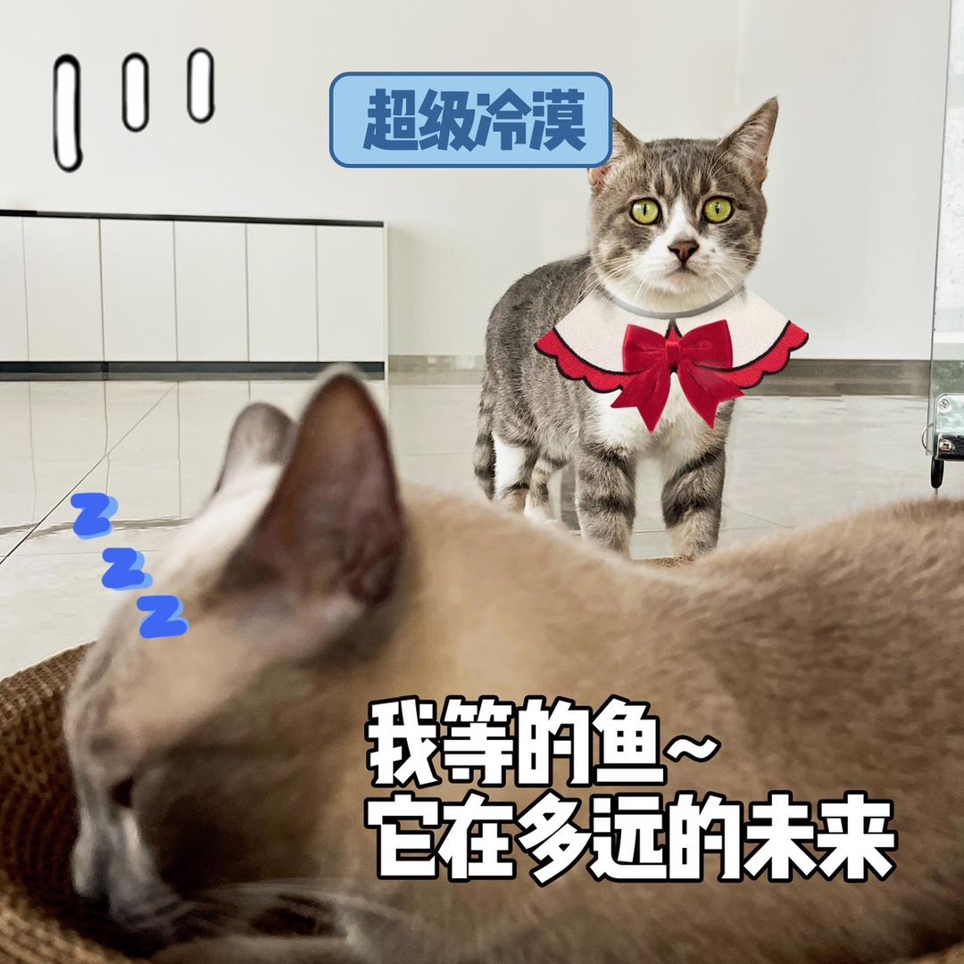 翁子与问号❓