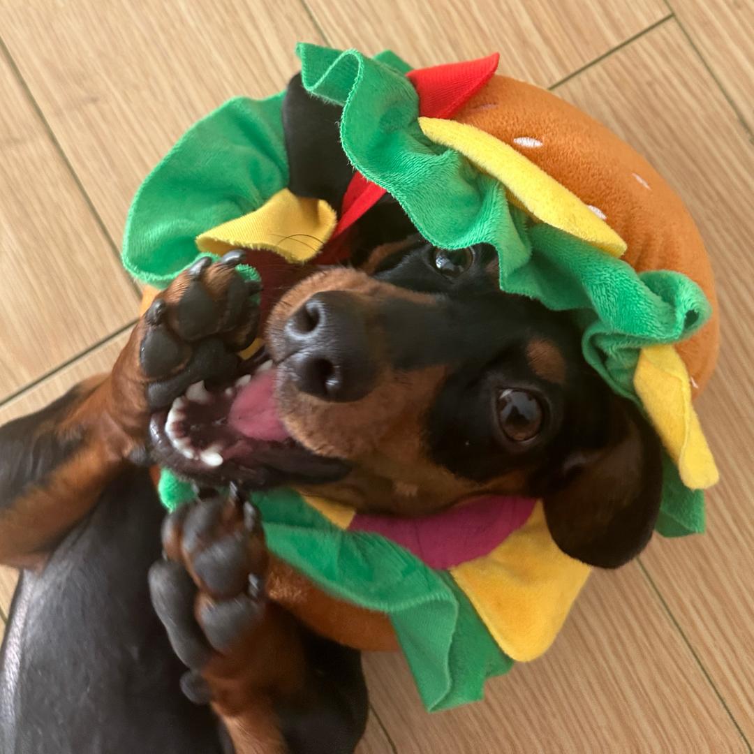 有根肠叫🌭毕加索