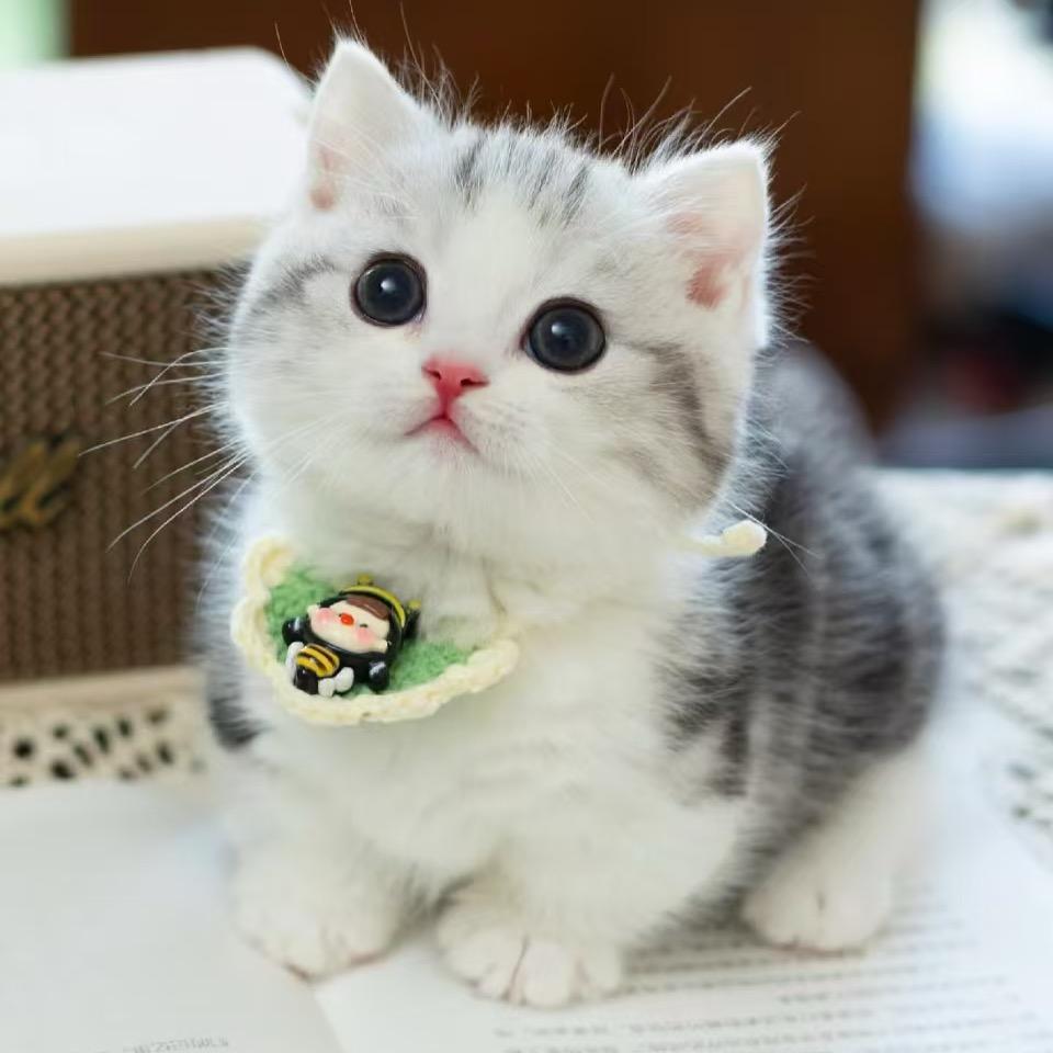 雪姐精品宠物猫