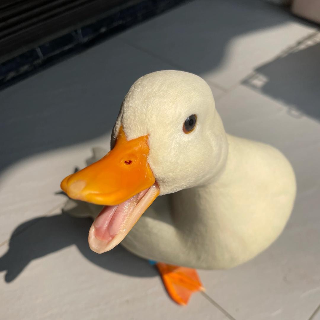 我的鸭子叫糯米